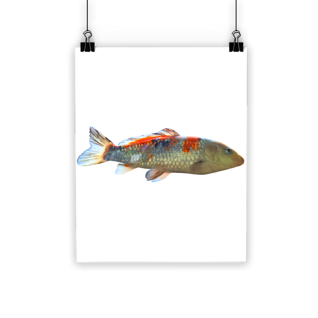 Koi Fish Classic Poster featuring vibrant colors and a semi-gloss finish, showcasing beautiful koi fish swimming in a serene setting.