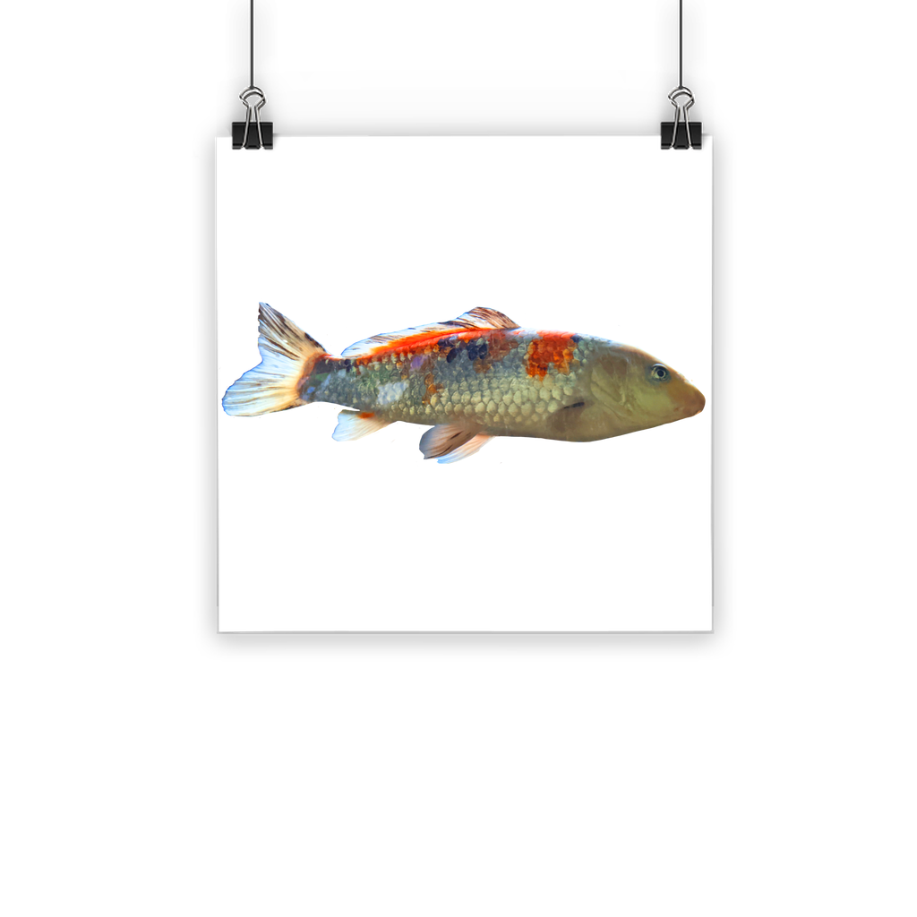 Koi Fish Classic Poster featuring vibrant colors and a semi-gloss finish, showcasing beautiful koi fish swimming in a serene setting.