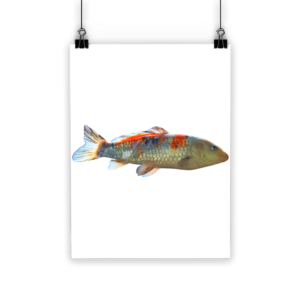 Koi Fish Classic Poster featuring vibrant colors and a semi-gloss finish, showcasing beautiful koi fish swimming in a serene setting.