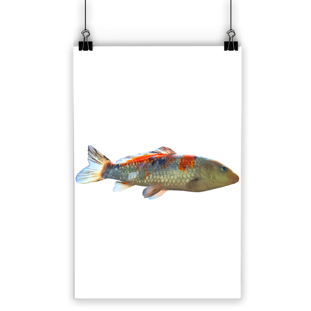 Koi Fish Classic Poster featuring vibrant colors and a semi-gloss finish, showcasing beautiful koi fish swimming in a serene setting.