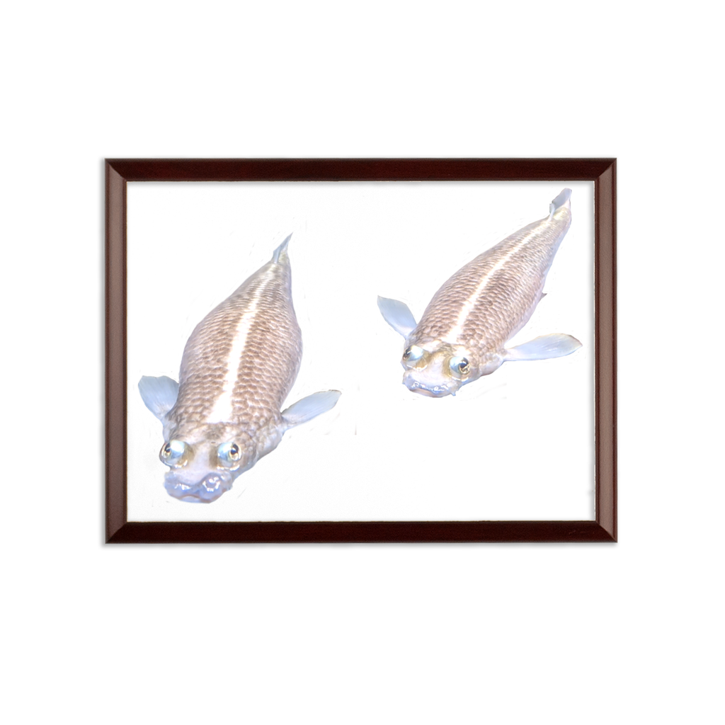 Koi Fish Sublimation Wall Plaque with a brown wooden frame and white printable surface, showcasing vibrant Koi fish design.
