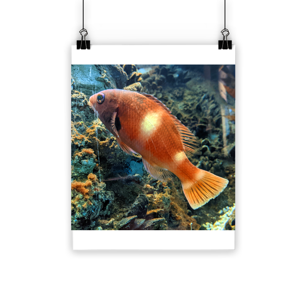 Orange Fish Classic Poster featuring vibrant colors and a semi-gloss finish, ideal for indoor and outdoor decor.