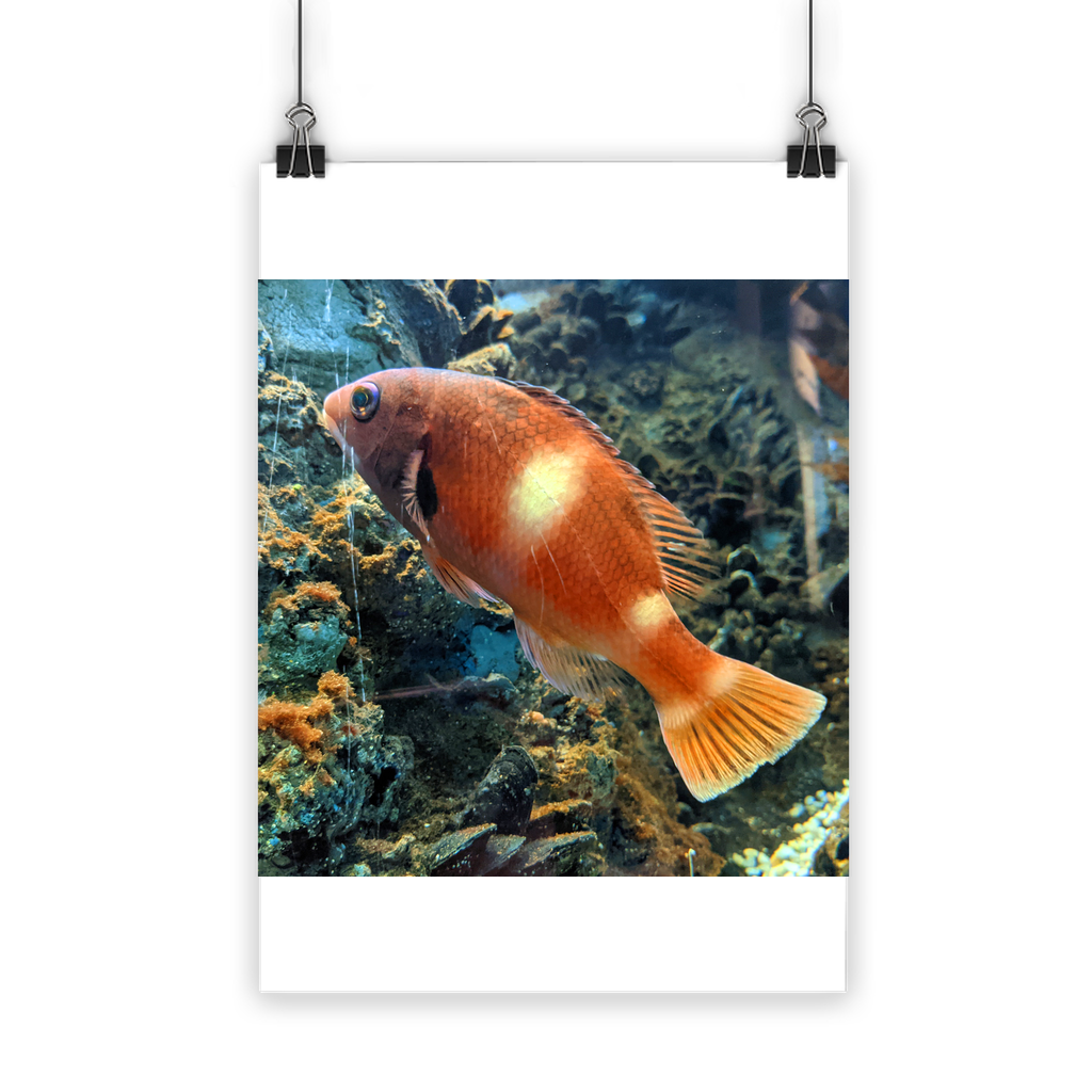 Orange Fish Classic Poster featuring vibrant colors and a semi-gloss finish, ideal for indoor and outdoor decor.