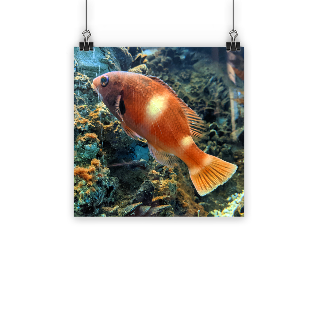 Orange Fish Classic Poster featuring vibrant colors and a semi-gloss finish, ideal for indoor and outdoor decor.