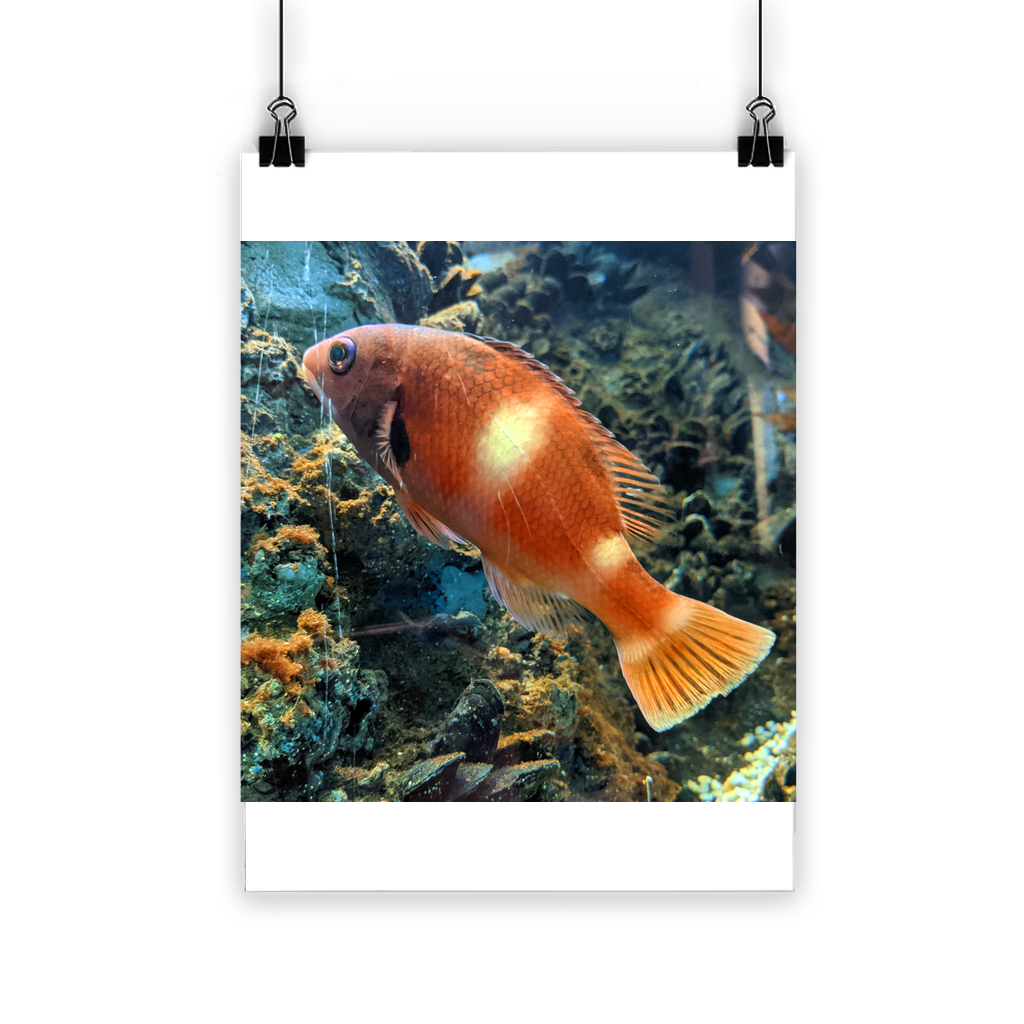 Orange Fish Classic Poster featuring vibrant colors and a semi-gloss finish, ideal for indoor and outdoor decor.
