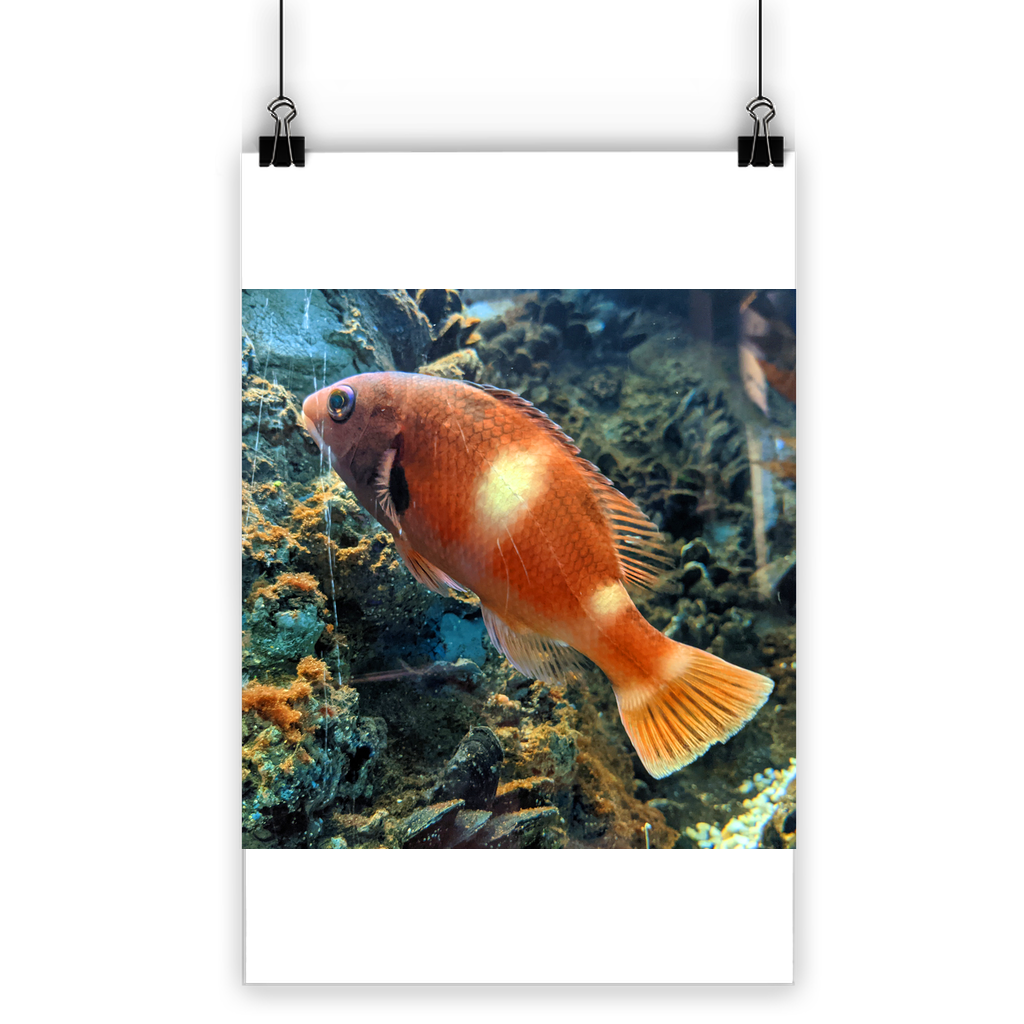 Orange Fish Classic Poster featuring vibrant colors and a semi-gloss finish, ideal for indoor and outdoor decor.