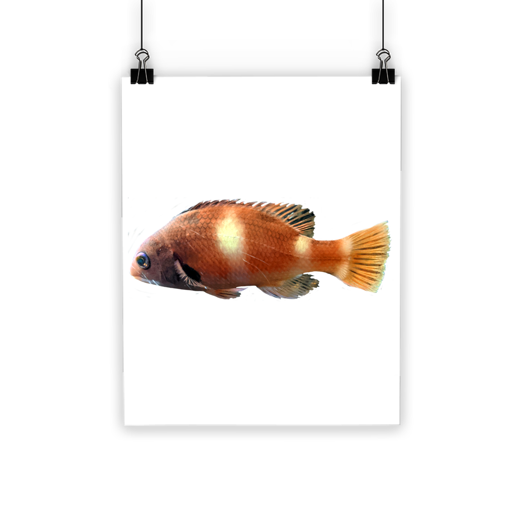 A vibrant orange fish poster printed on semi-gloss paper, showcasing bright colors and a photographic finish.