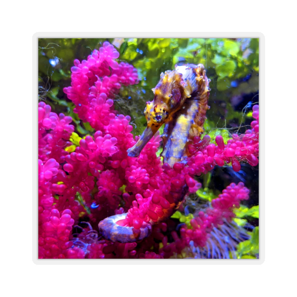 A collection of Seahorse Kiss-Cut Stickers in various shapes and sizes, showcasing their unique designs and peel-off backing.