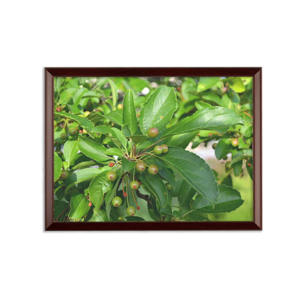 Tree with Seeds Sublimation Wall Plaque featuring a brown wooden frame and white printable surface, ideal for custom designs.