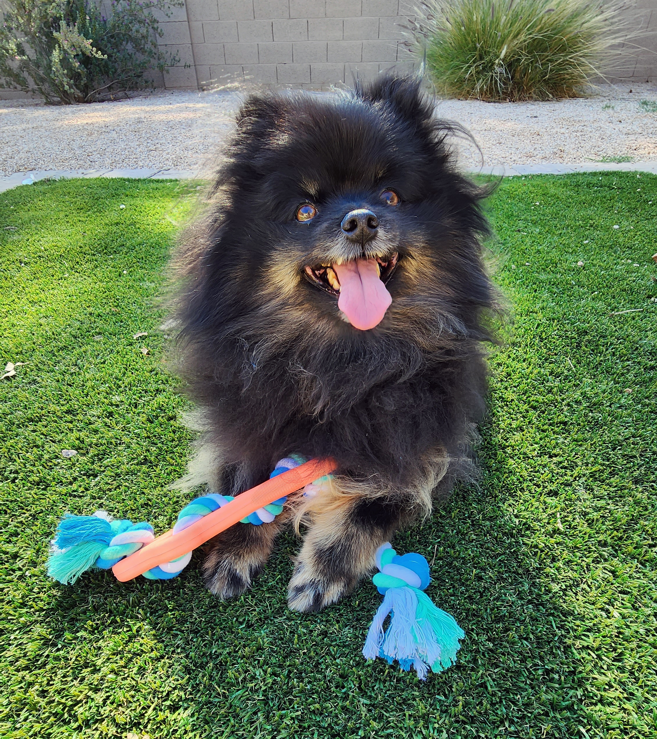 Fluffy black dog with rope toy.