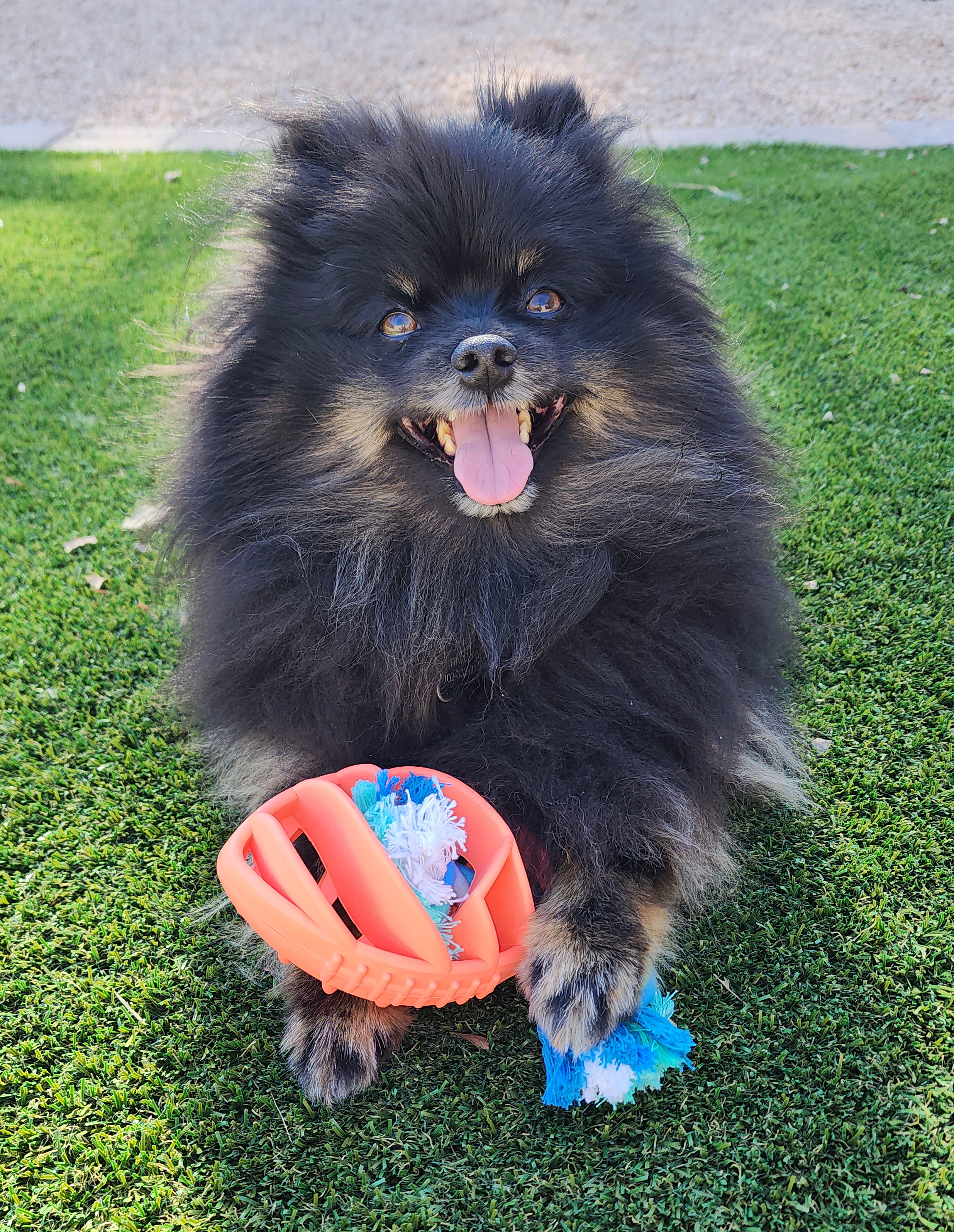 Rubber football dog chew toy with a durable tug rope, designed for active dogs of various sizes, showcasing its bright colors and robust construction.
