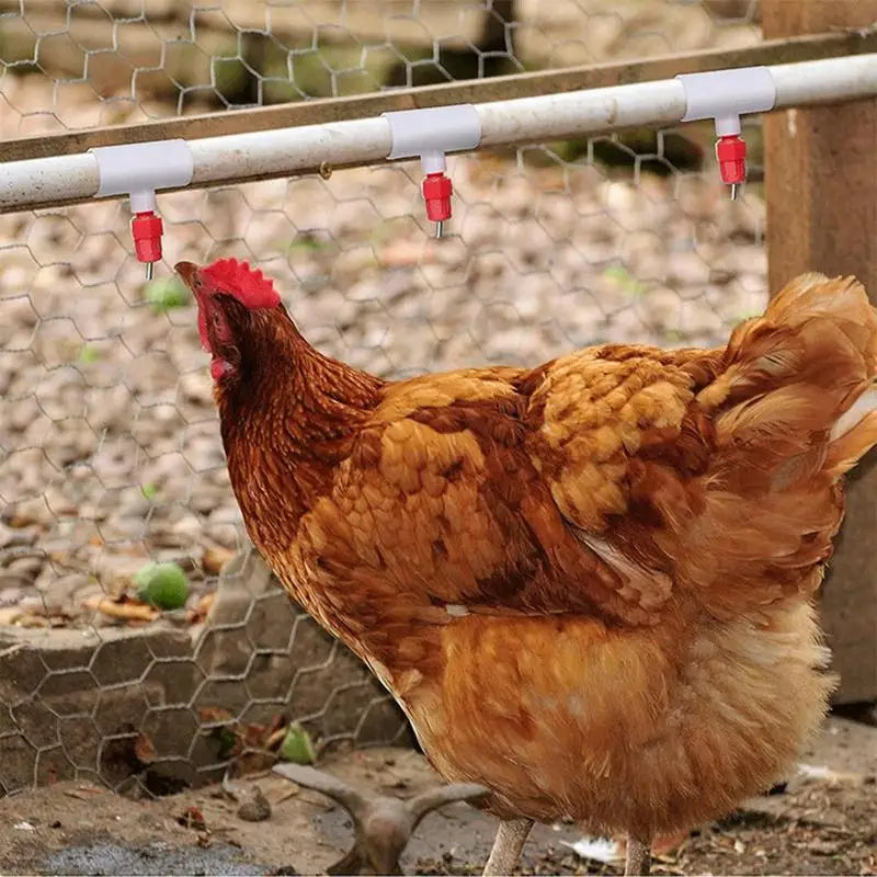 20 pieces of automatic chicken quail drinker bowl PVC tee fittings, designed for efficient poultry hydration.