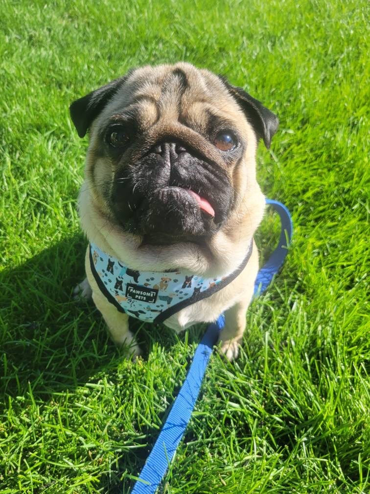 Dapper Doggy Adjustable Harness in vibrant colors, showcasing its soft neoprene material and breathable mesh padding, designed for comfort and style.