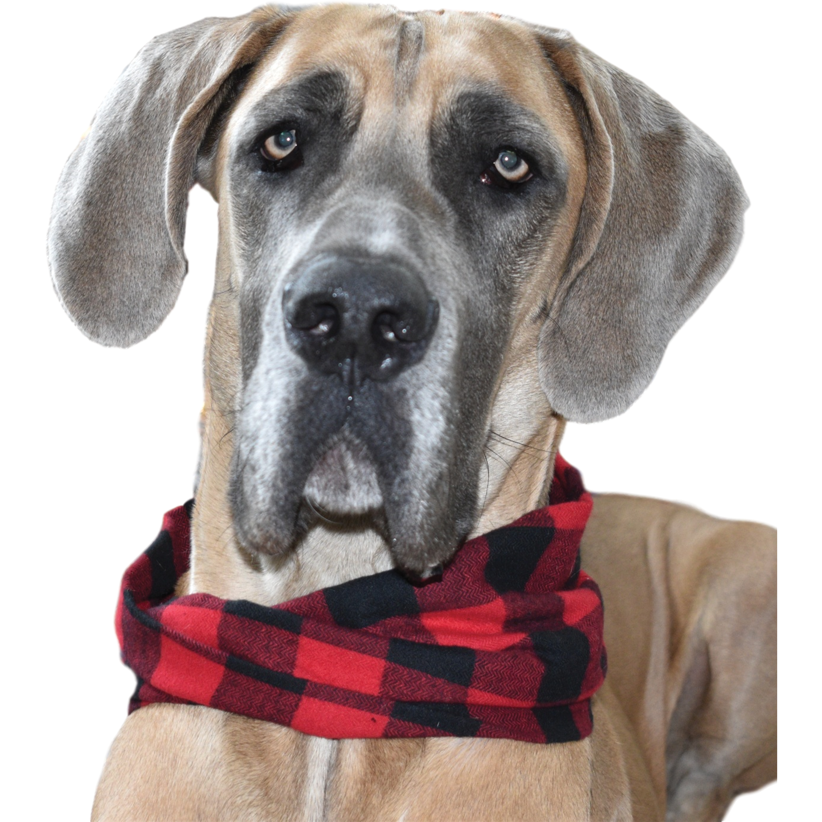 Cozy Al Borland Scarf in red buffalo plaid, perfect for dog moms and their pets, showcasing a stylish twisted neck design.