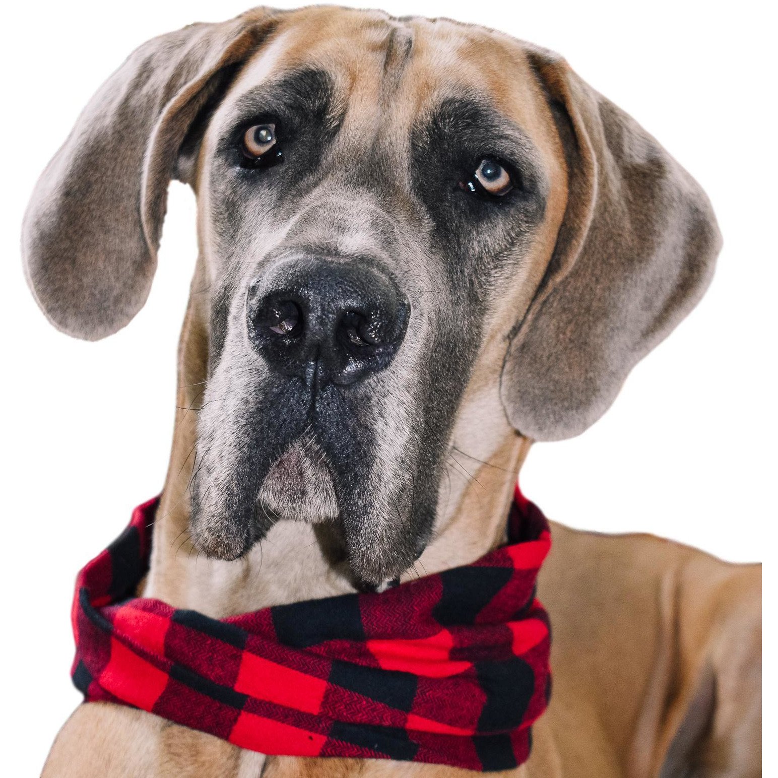 Cozy Al Borland Scarf in red buffalo plaid, perfect for dog moms and their pets, showcasing a stylish twisted neck design.