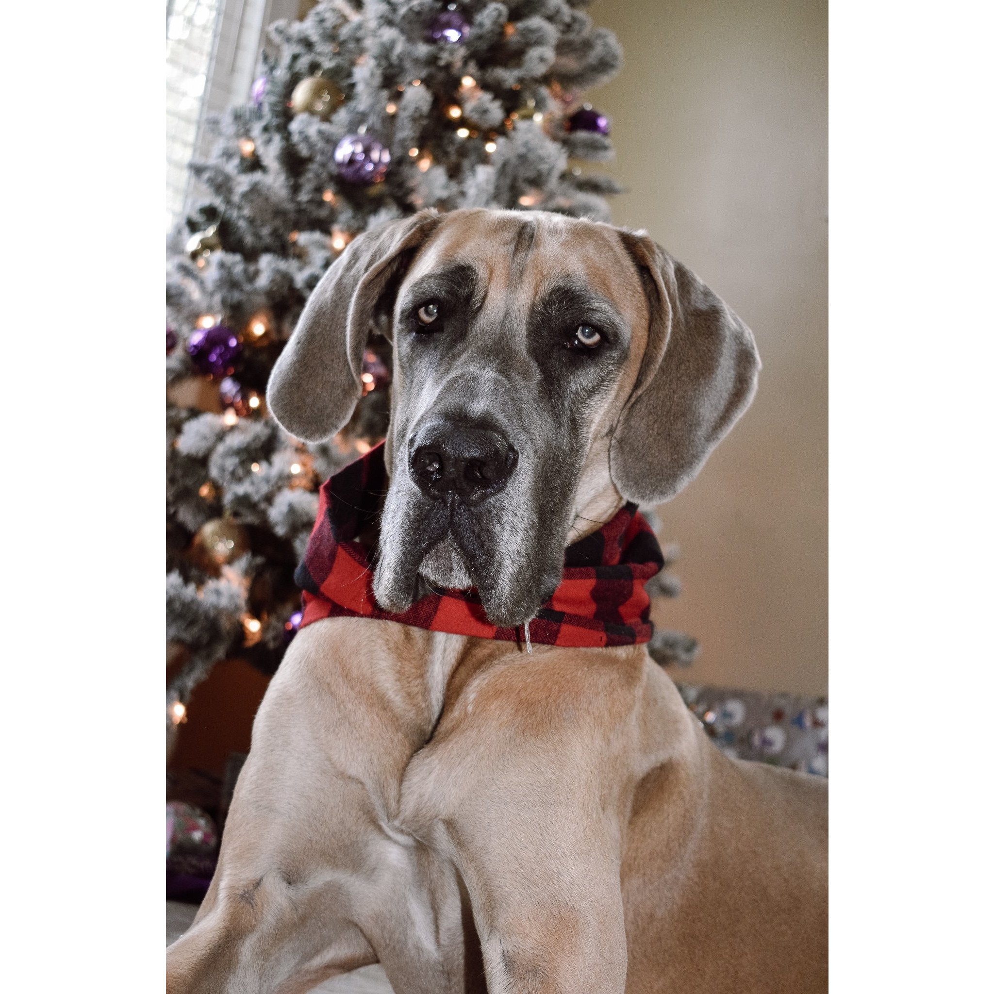 Cozy Al Borland Scarf in red buffalo plaid, perfect for dog moms and their pets, showcasing a stylish twisted neck design.