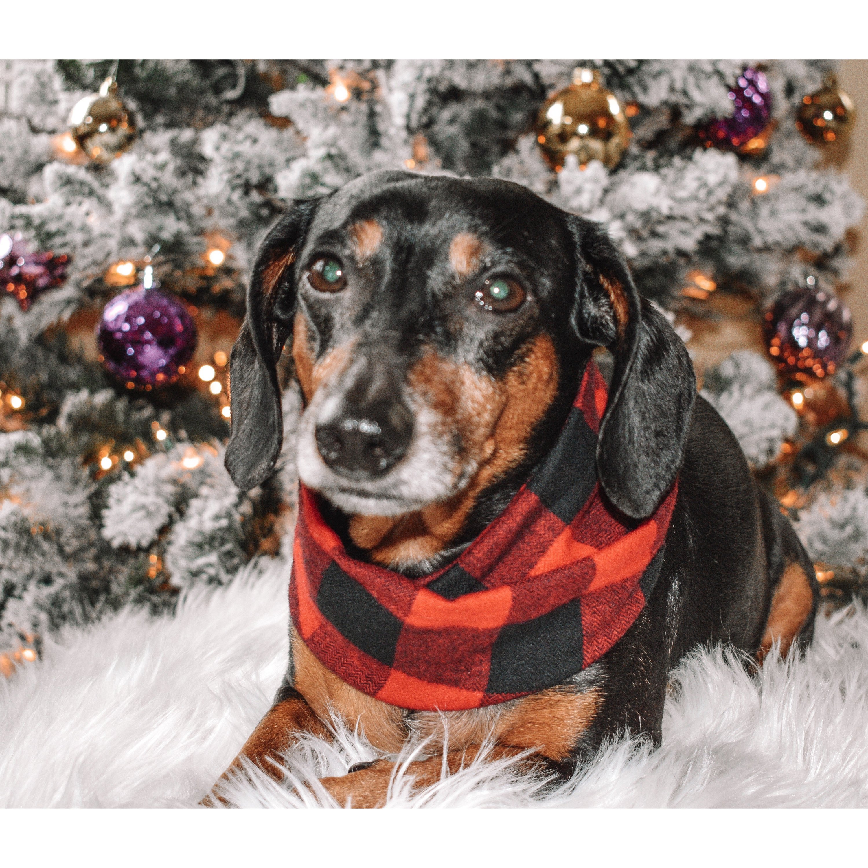 Cozy Al Borland Scarf in red buffalo plaid, perfect for dog moms and their pets, showcasing a stylish twisted neck design.