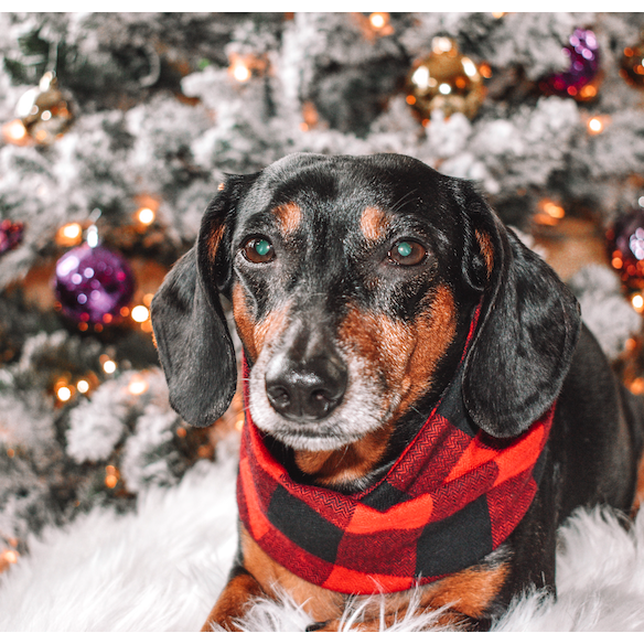 Cozy Al Borland Scarf in red buffalo plaid, perfect for dog moms and their pets, showcasing a stylish twisted neck design.