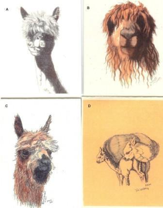 A collection of charming alpaca greeting cards featuring unique pen and ink drawings by Dee VachonMiller, showcasing various alpaca designs.