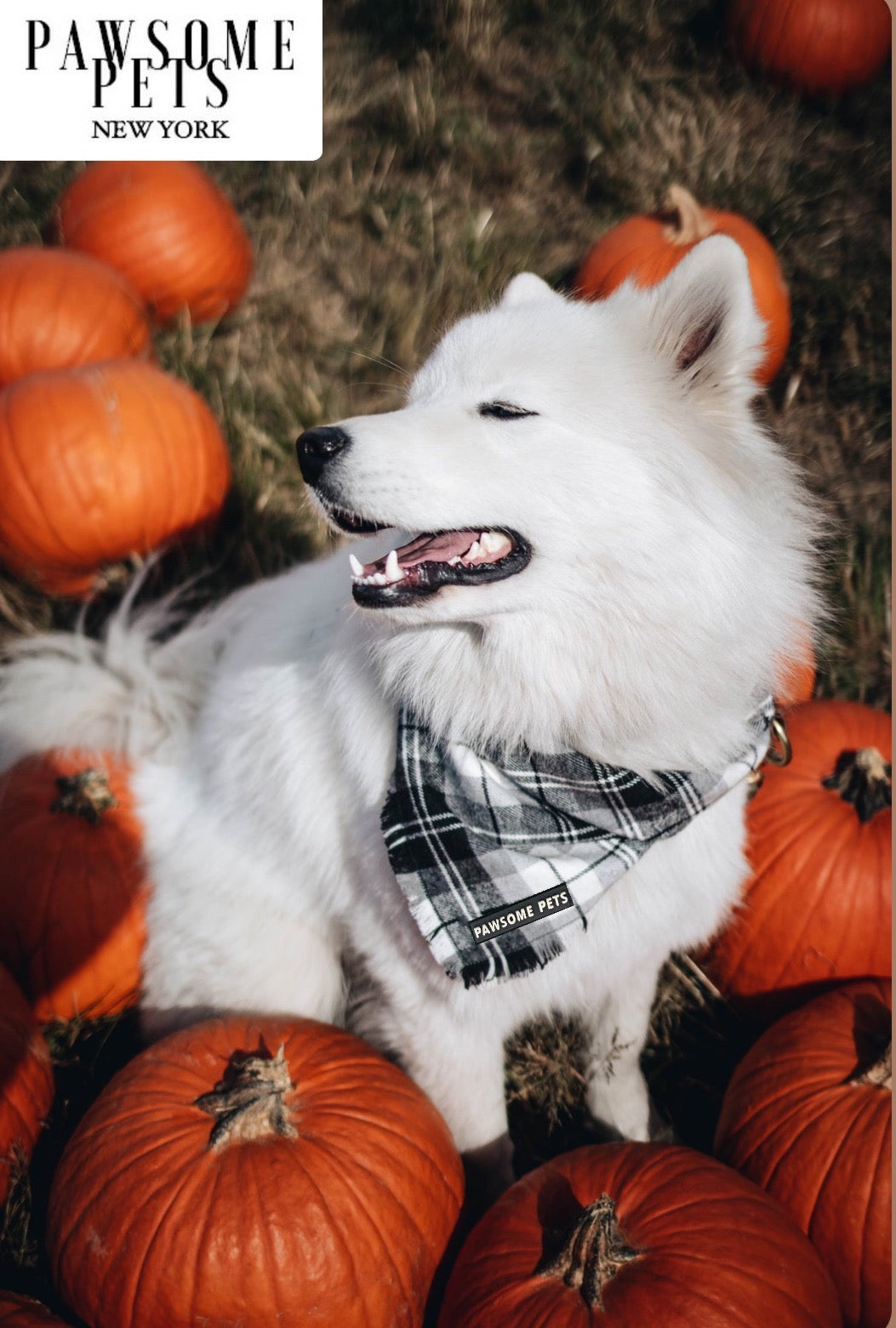 Alpine Bandana for pets, handmade from 100% cotton with Pawsome Pets logo, showcasing a stylish square design.