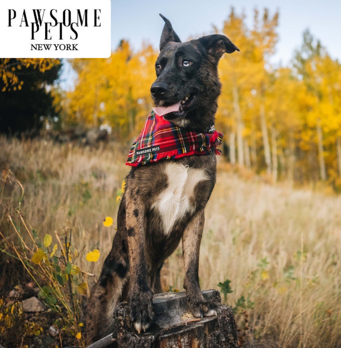 Stylish NOX Bandana made from 100% cotton featuring Pawsome Pets logo, perfect for pets.