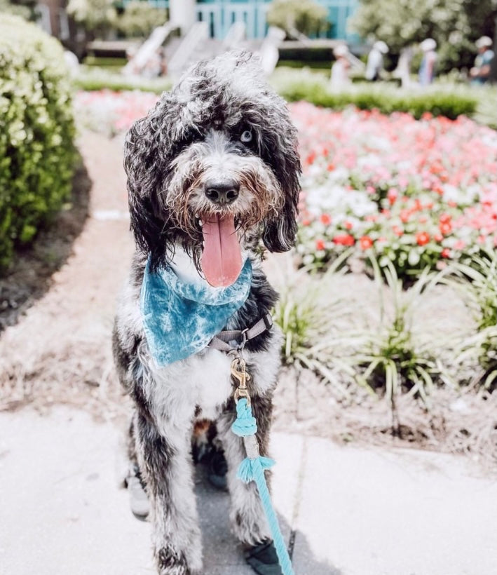 Ocean Blue Bandana for pets, handmade from 100% cotton with a faux leather logo patch, showcasing its vibrant color and stylish design.