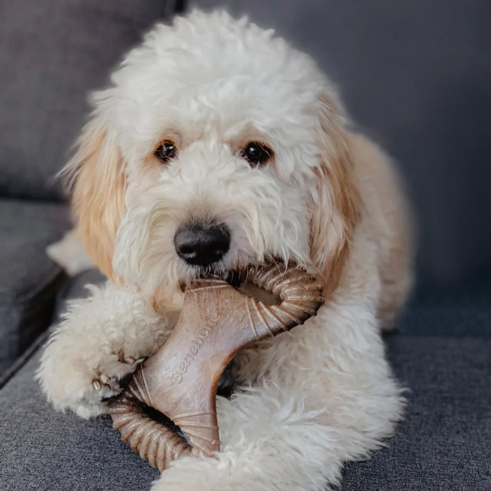 Benebone 2-Pack Dental Chew and Wishbone Bacon Tiny Dog Chew Toy, featuring a soft design and ridges for dental health.