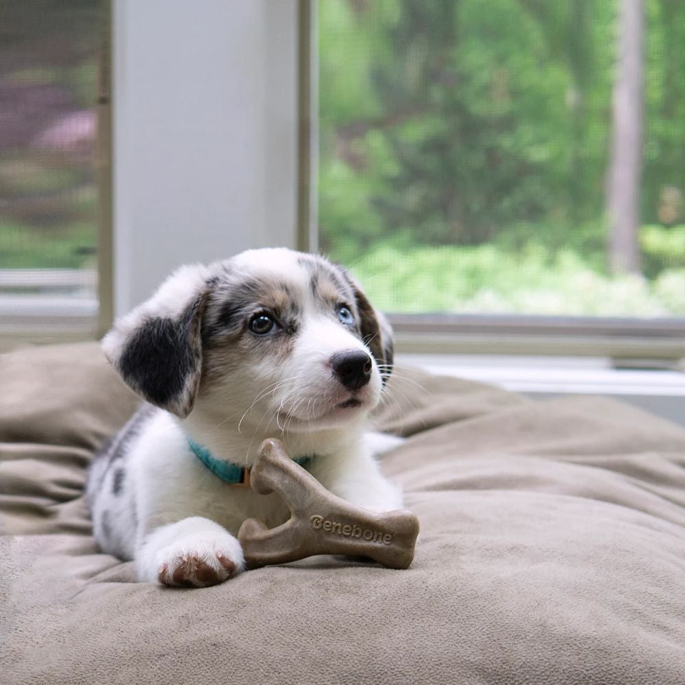 Benebone Puppy 2-Pack featuring a dental chew and wishbone chew toy in bacon flavor, designed for tiny dogs.
