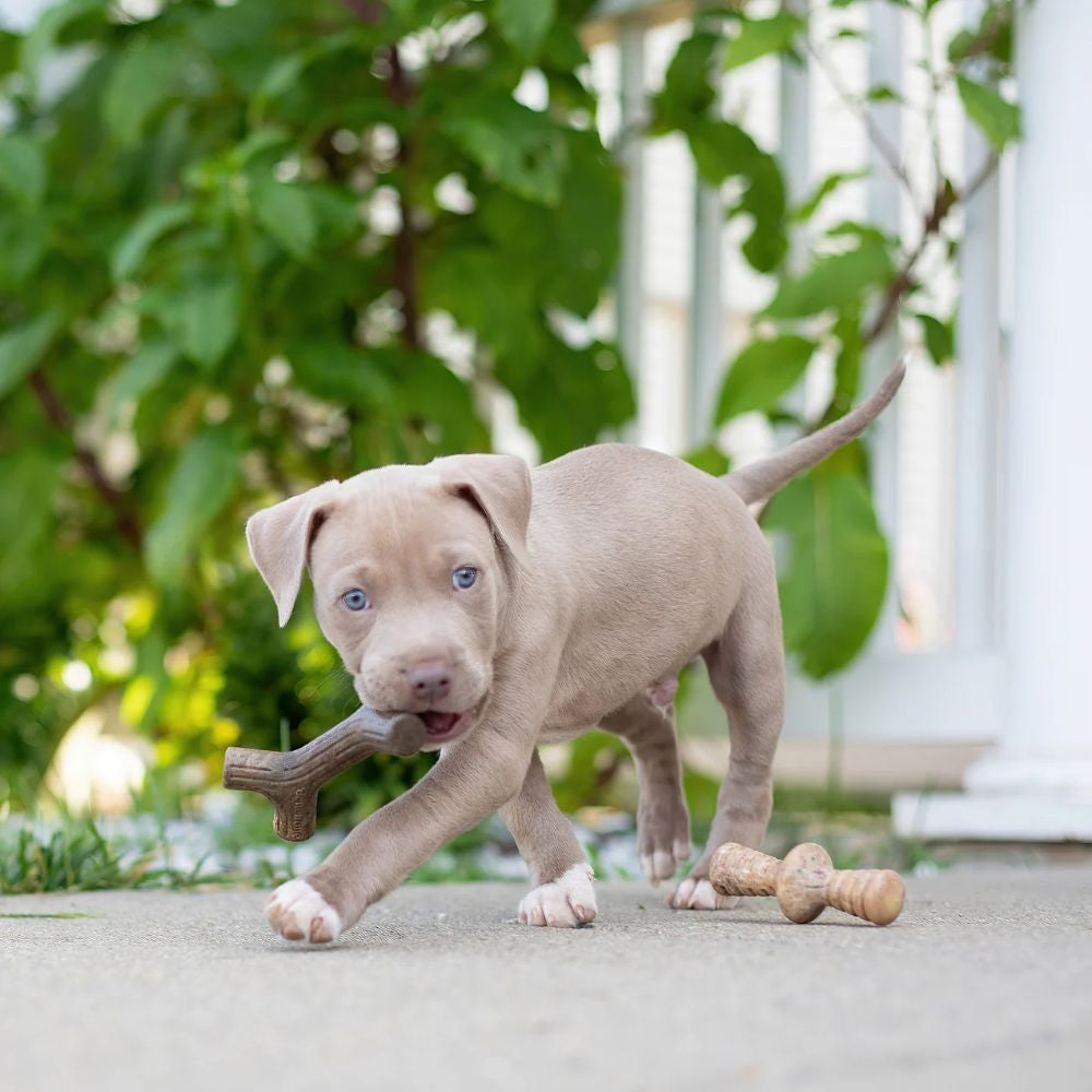 Benebone Puppy 2-Pack featuring Maplestick and Zaggler Bacon chew toys designed for tiny dogs, showcasing their soft texture and engaging shapes.