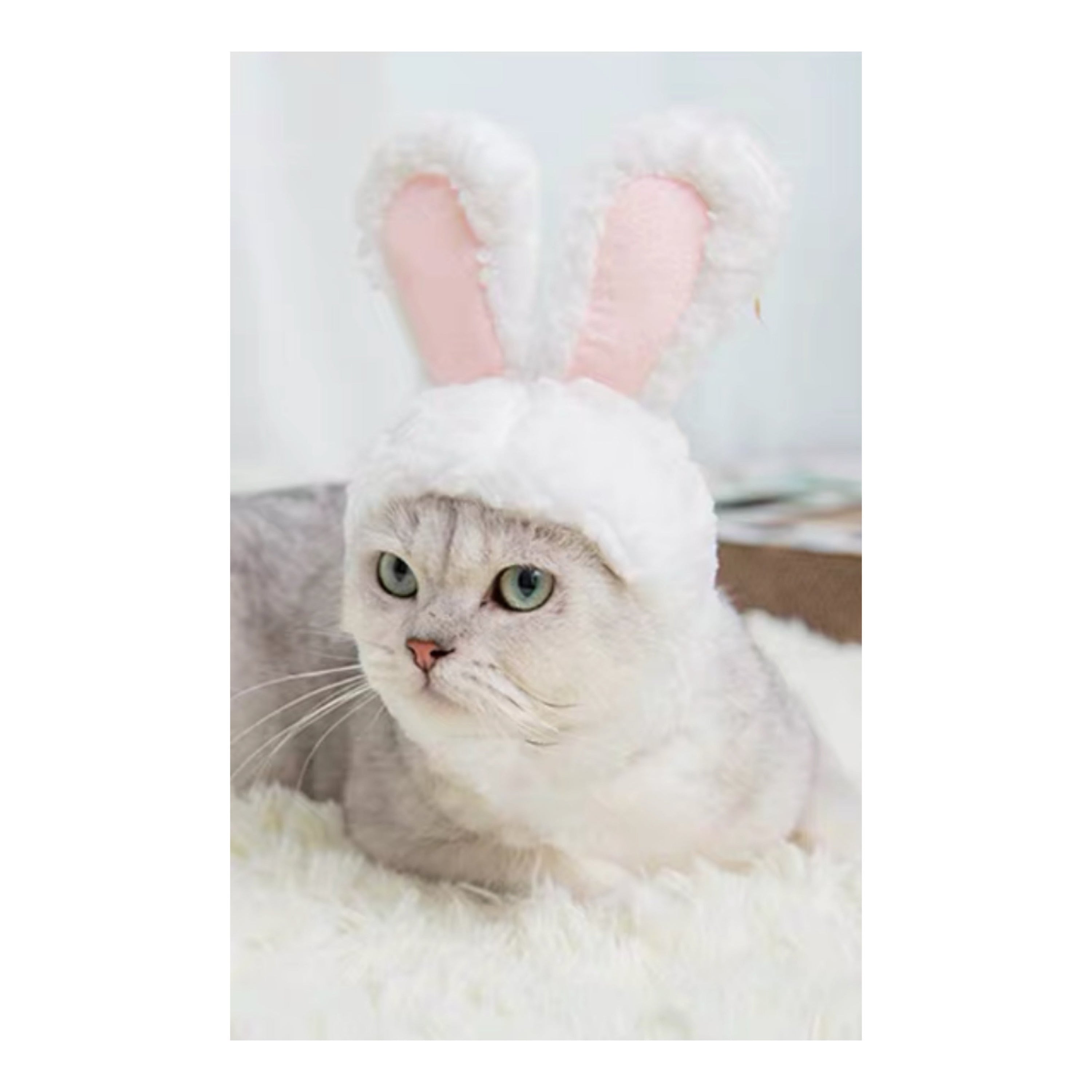 A cute Bunny Bonnet designed for pets, featuring soft fabric and bunny ears, perfect for dressing up cats for special occasions.