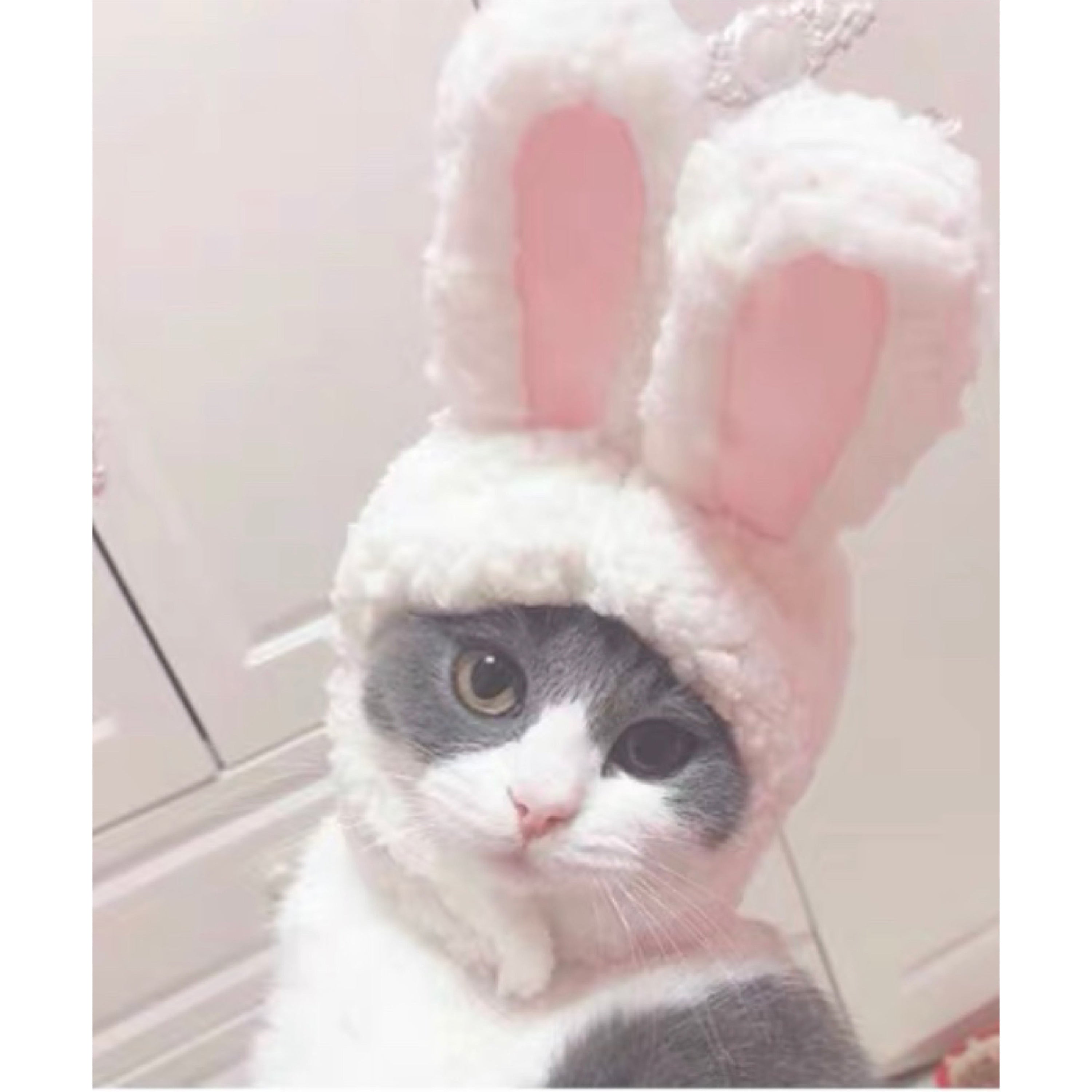 A cute Bunny Bonnet designed for pets, featuring soft fabric and bunny ears, perfect for dressing up cats for special occasions.