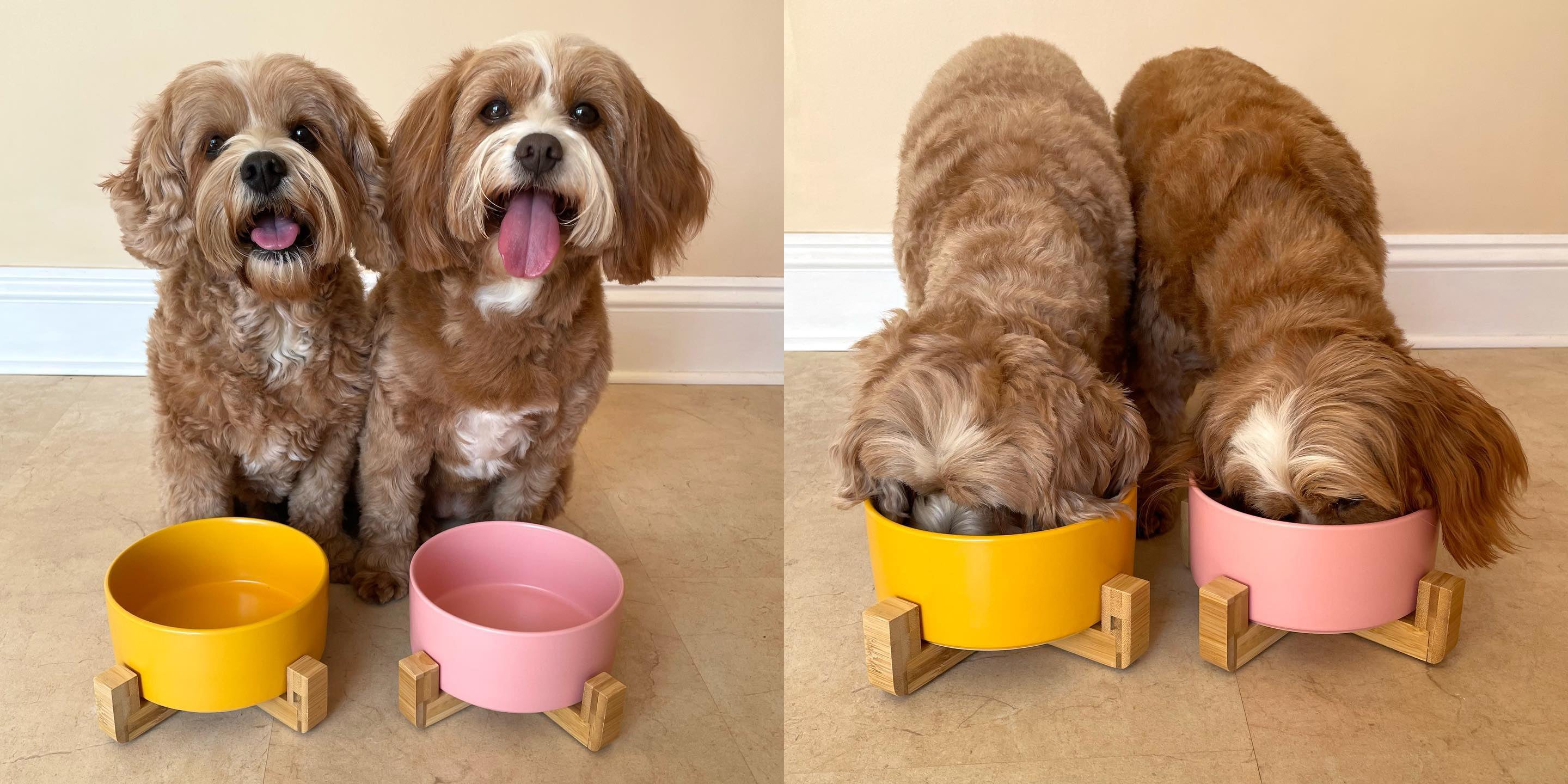 Ceramic bowl with bamboo stand designed for dogs and cats, featuring a stylish and stable design in vibrant colors.