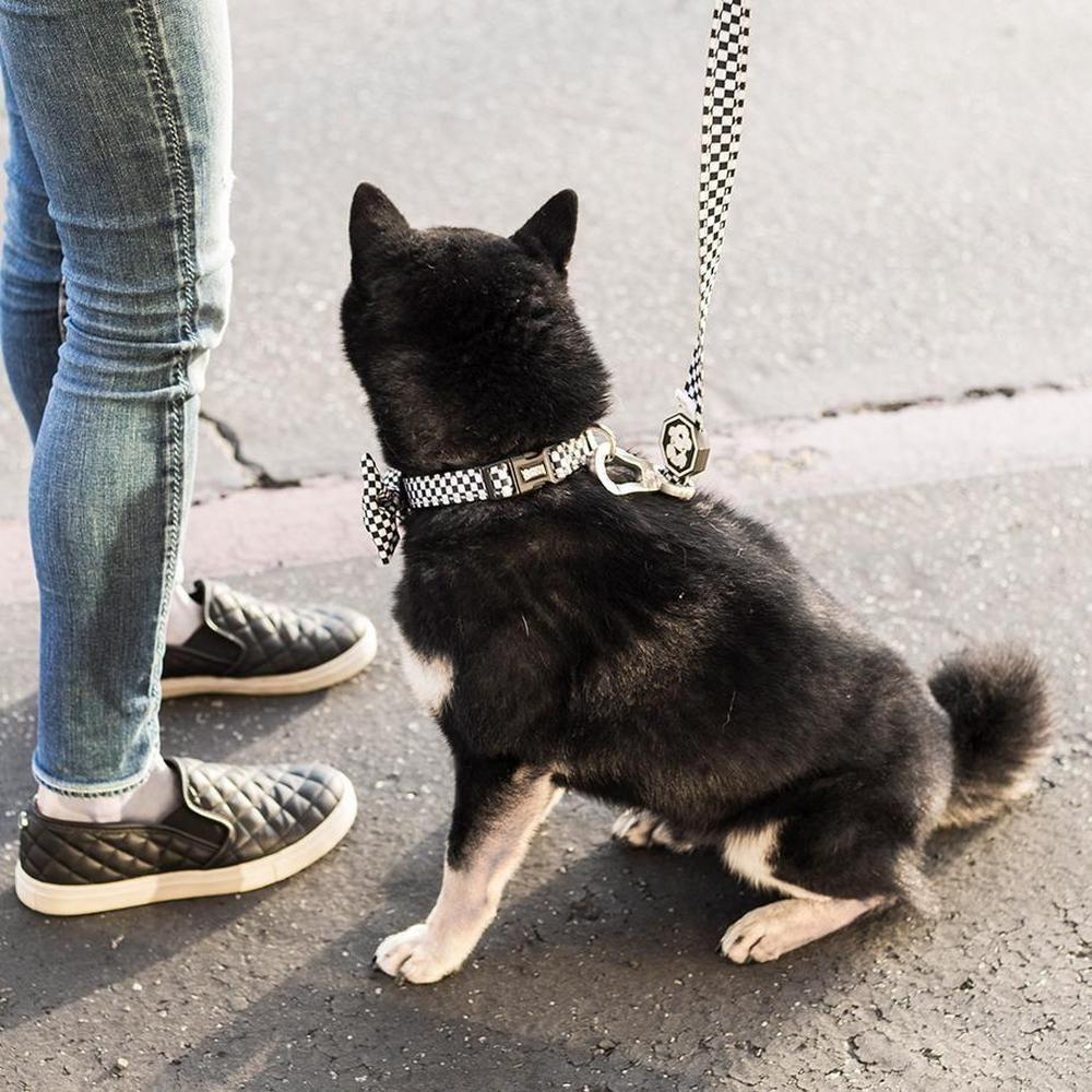 Checkerboard Collar featuring a stylish design with neoprene padding and a branded buckle for safety.