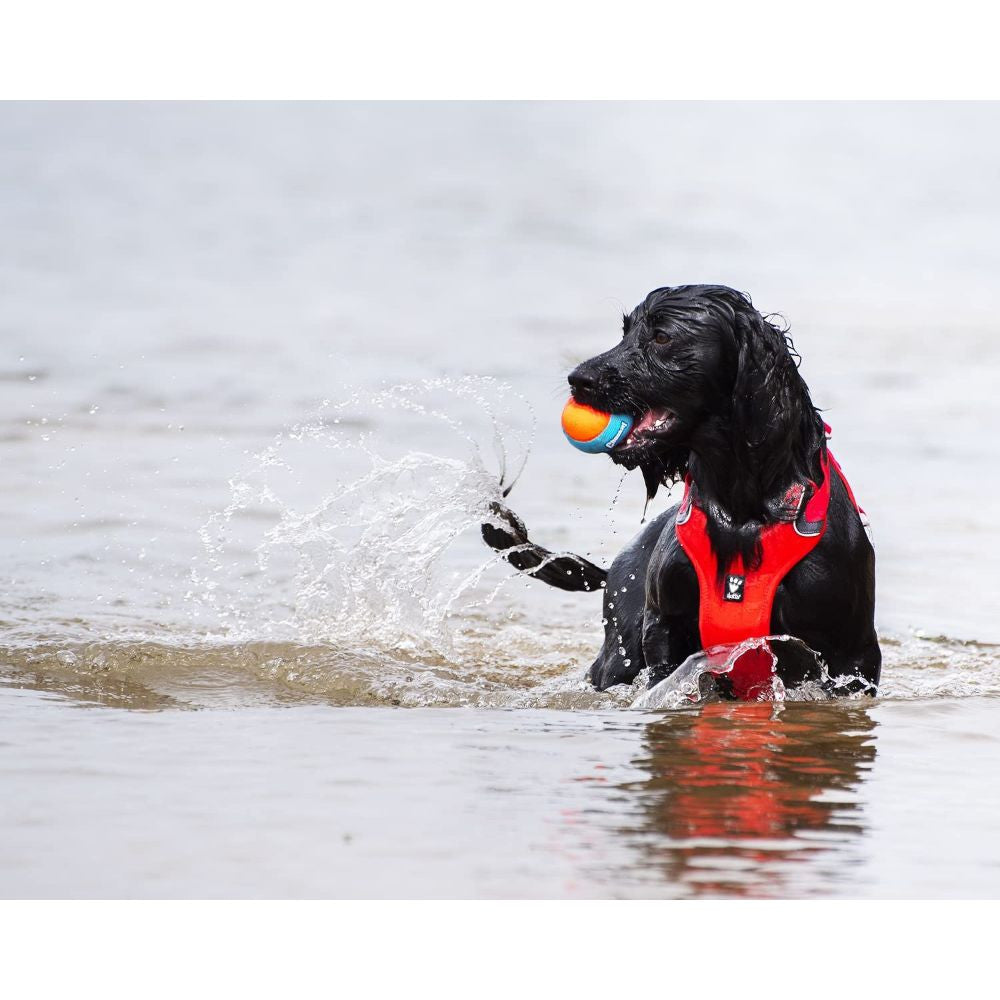 Three colorful Chuckit! Amphibious Balls floating on water, designed for dogs to fetch and play.