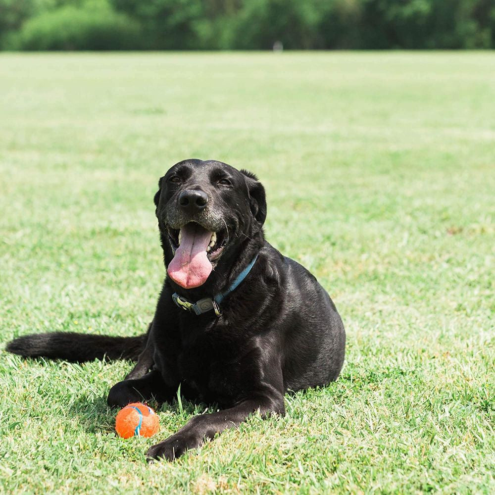 Two extra-large Chuckit! tennis balls for dogs, featuring bright colors and a durable rubber core, ideal for fetch and water play.