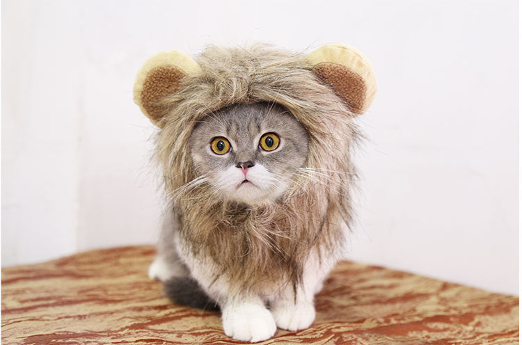 A cute cat wearing a fluffy tiny lion mane, showcasing its adorable features and blending perfectly with its fur.