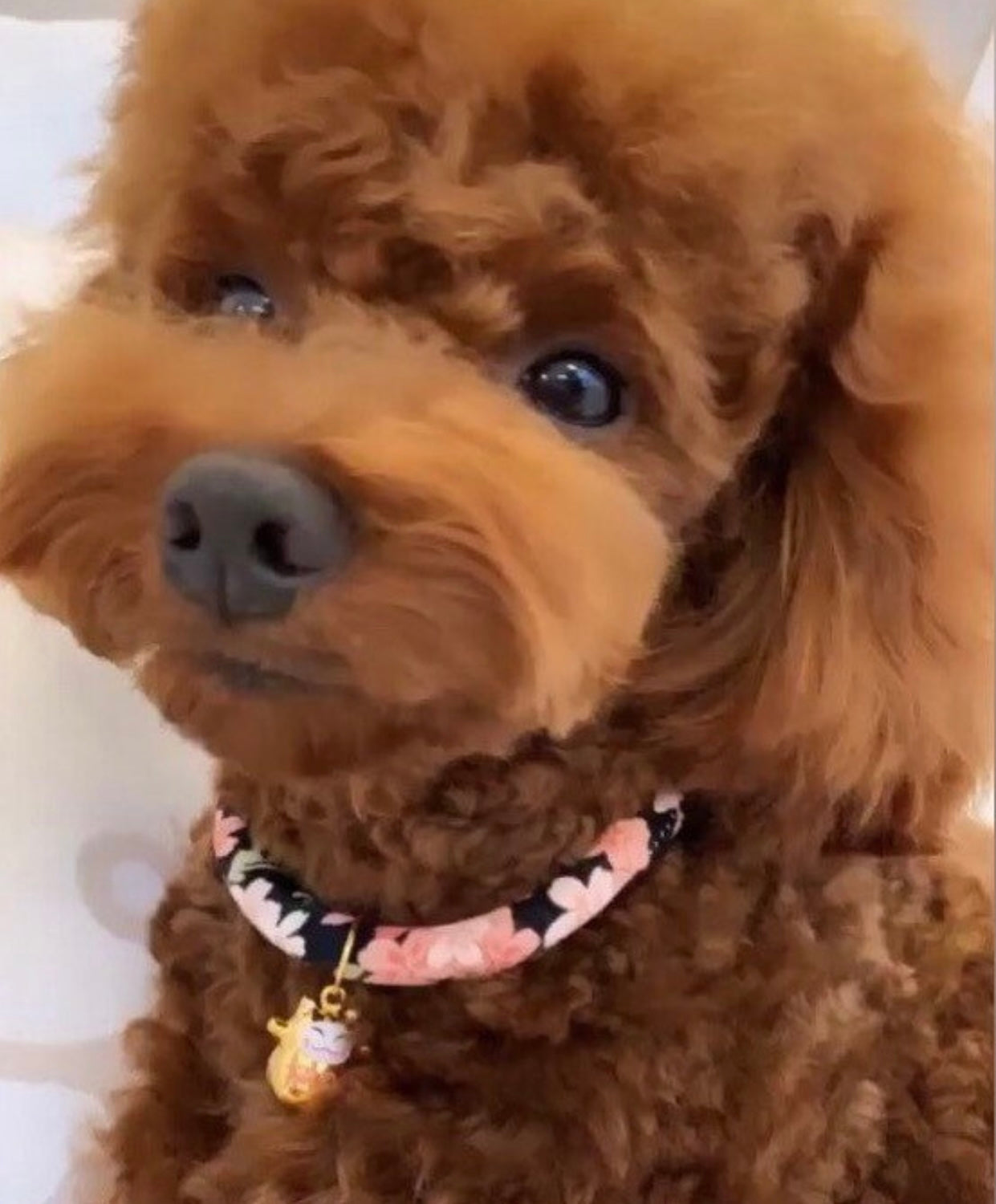 Dark purple cotton collar for cats and dogs, featuring a stylish Japanese design, handmade in Canada.