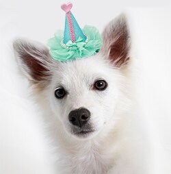 A cute pearl-wrapped clip-on party hat for dogs and puppies, perfect for celebrations.