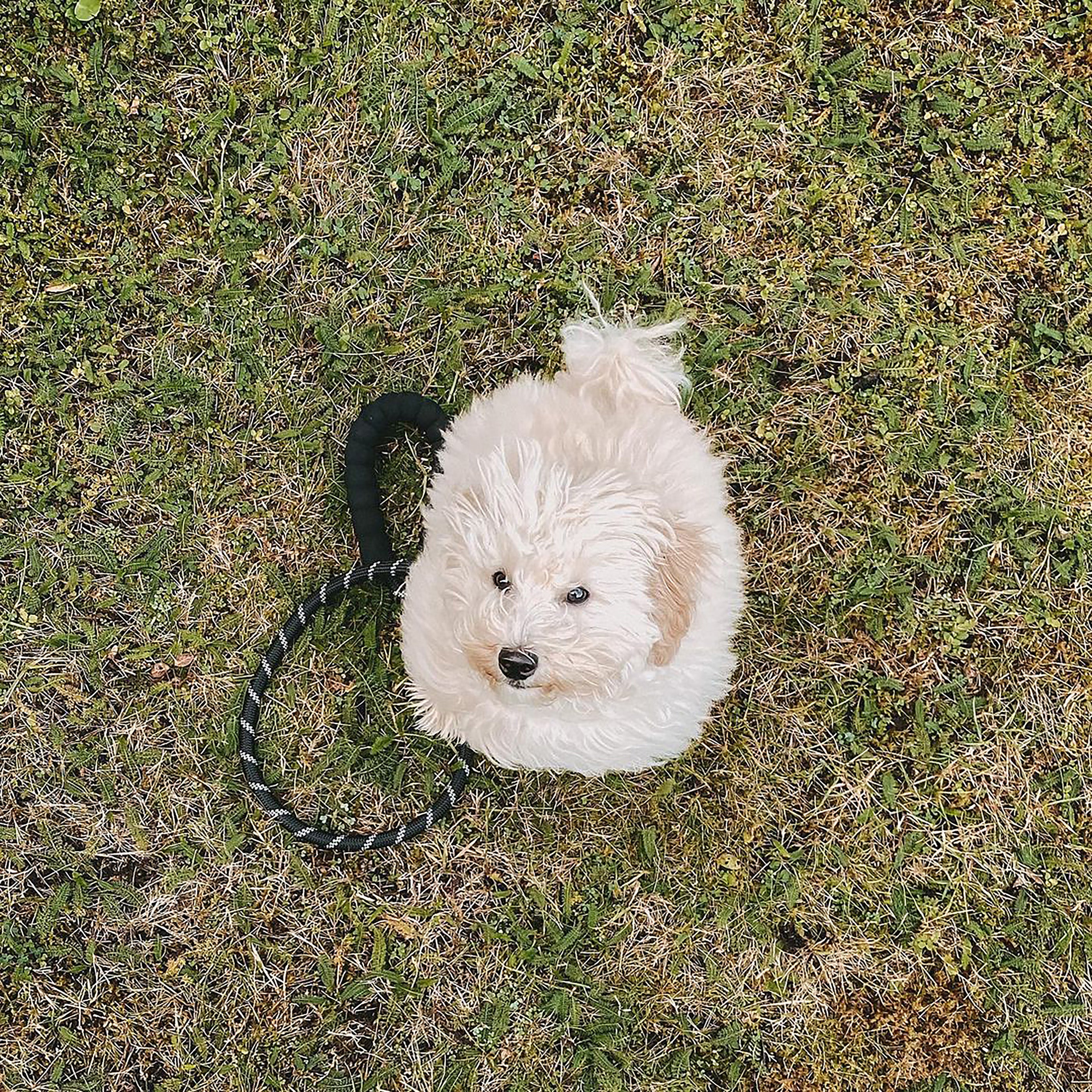 A durable dog rope lead featuring reflective stitching and a comfortable padded handle, ideal for safe nighttime walks.