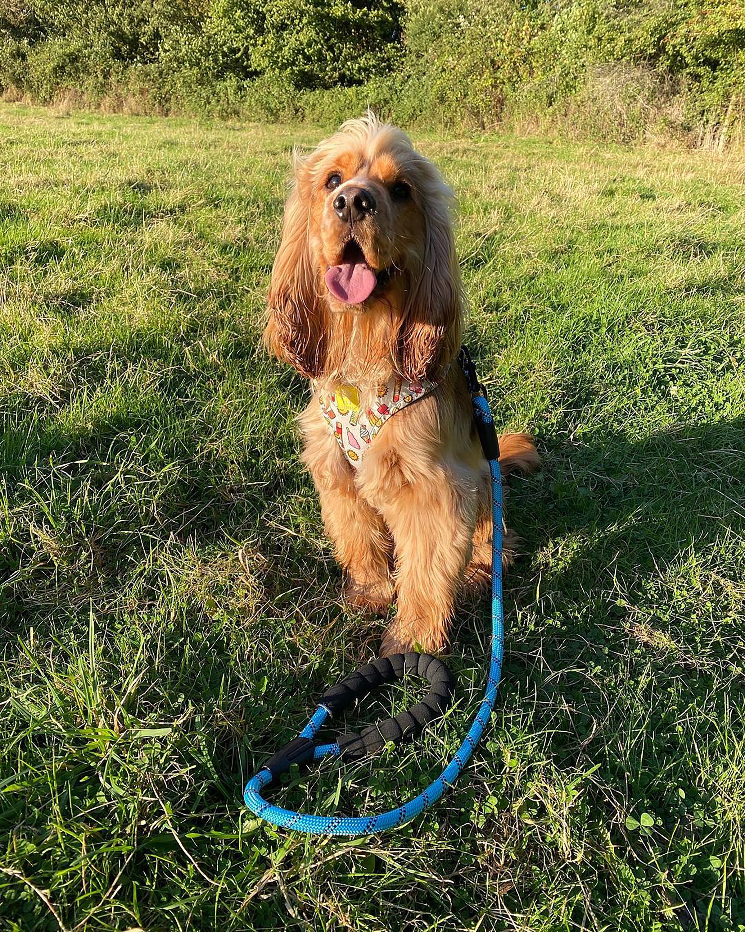 A durable dog rope lead featuring reflective stitching and a comfortable padded handle, ideal for safe nighttime walks.