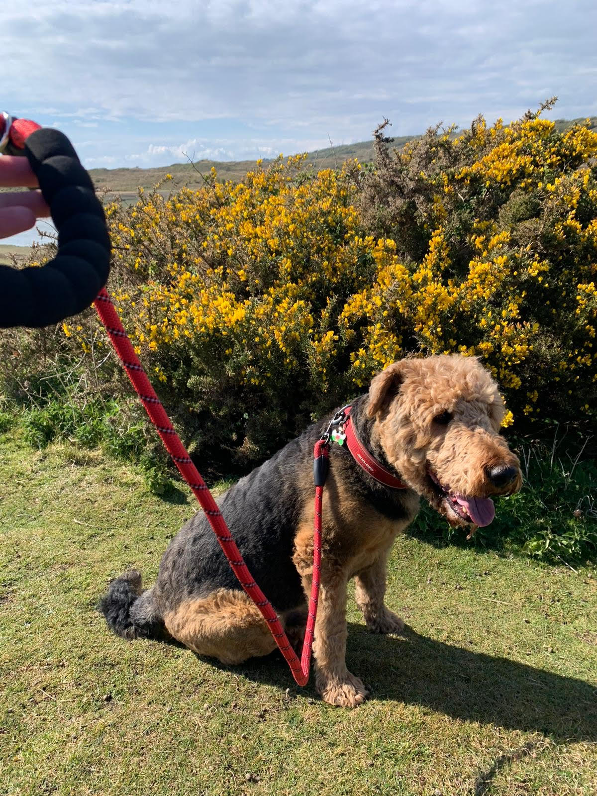 A durable dog rope lead featuring reflective stitching and a comfortable padded handle, ideal for safe nighttime walks.