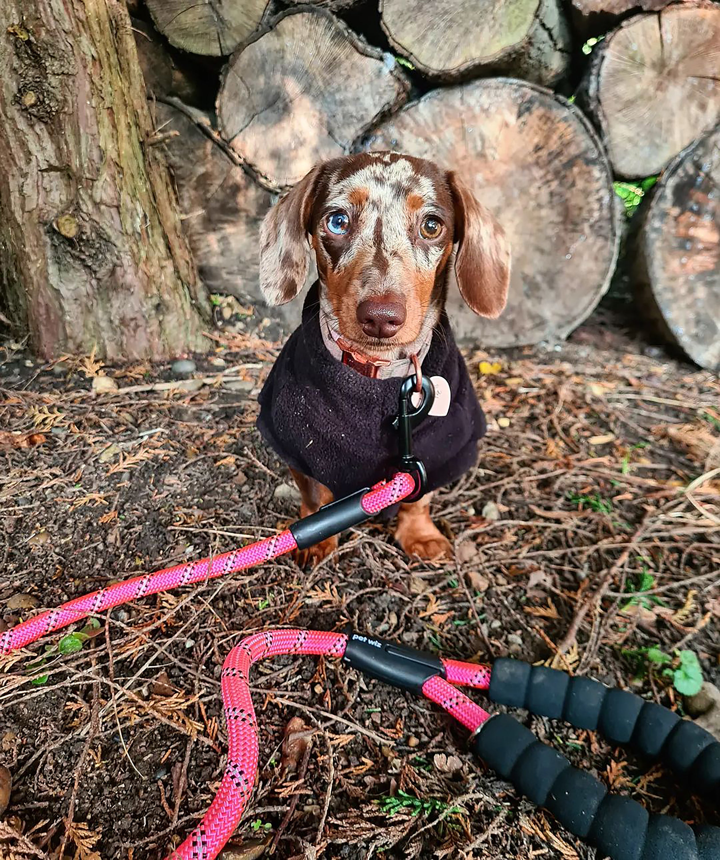 A durable dog rope lead featuring reflective stitching and a comfortable padded handle, ideal for safe nighttime walks.