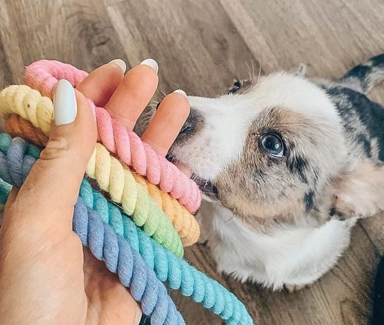 Pawsome Rainbow Dog Rope Leash in Grapefruit, featuring hand-woven cotton rope and solid brass hardware, perfect for stylish dog walks.
