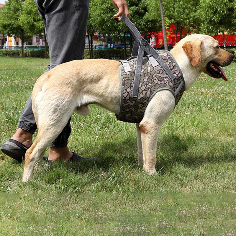 A large dog wearing a soft adjustable harness, showcasing its comfortable fit and stylish design, perfect for walks.