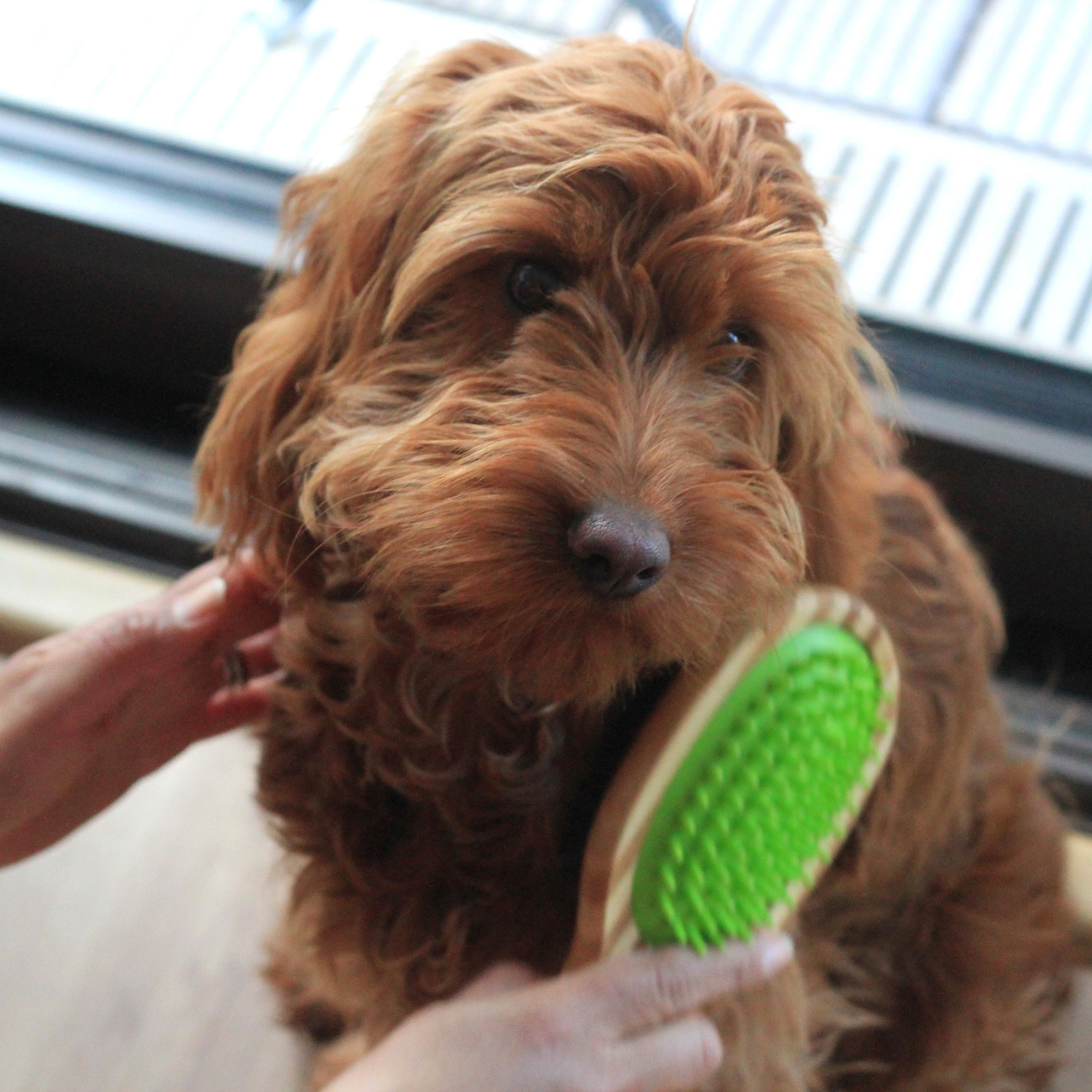 Double sided bamboo dog brush featuring silicone massager and boar bristles, ideal for grooming all dog breeds.