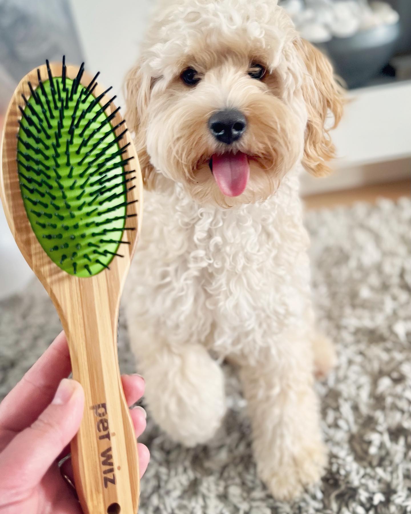 Double sided bamboo dog brush featuring pin and bristle sides for effective grooming.