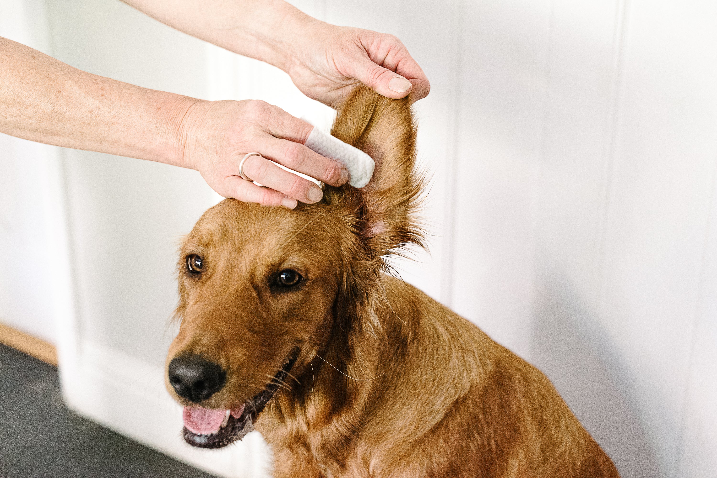 A tub of Ear Wipes for Dogs & Cats, featuring natural ingredients like Aloe Vera and tea tree oil, designed for easy ear cleaning.