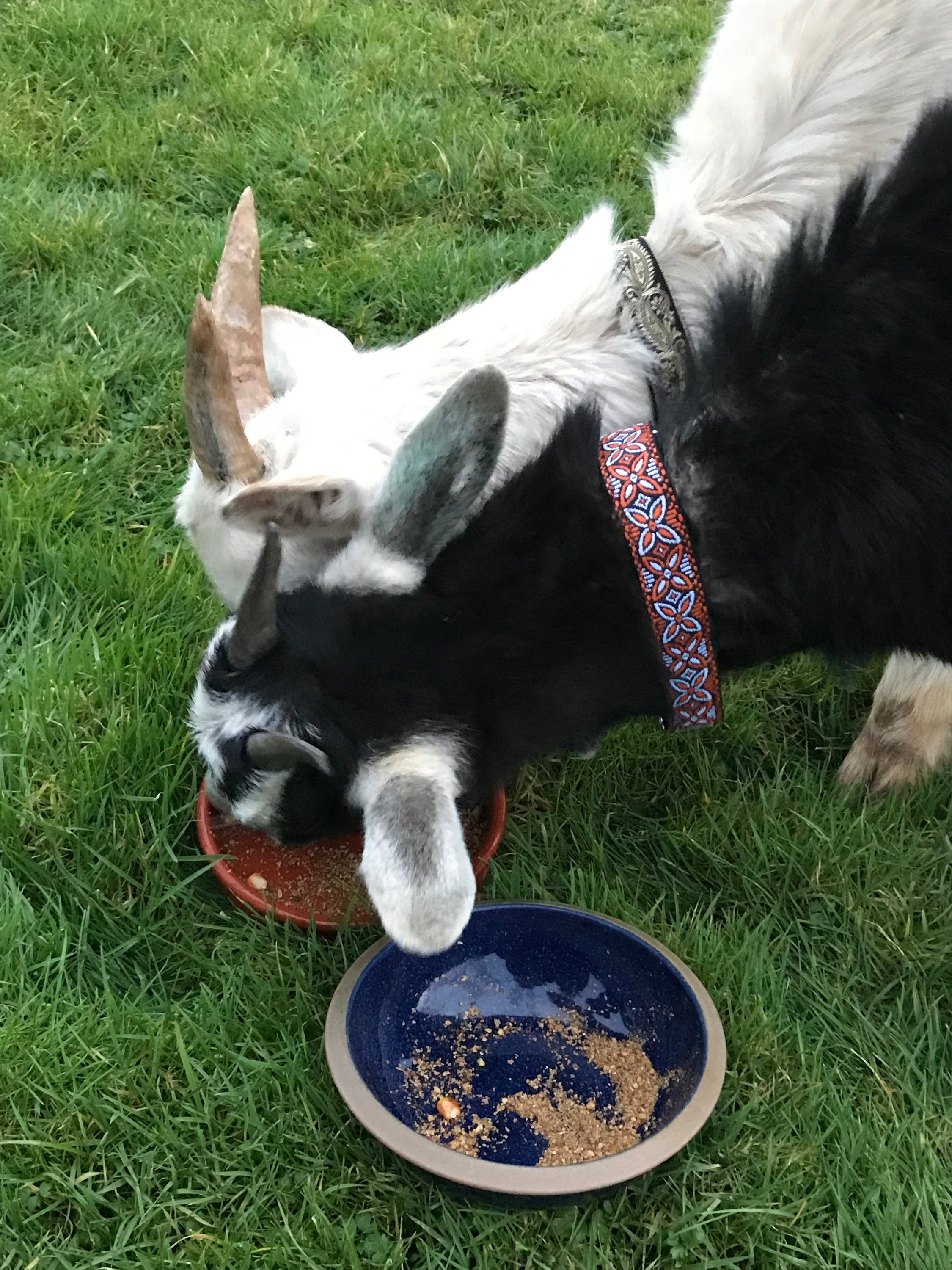 Finnigan's Designer Dog Collar No.11L, a stylish and durable collar for large dogs, featuring beautiful fabric and sturdy metal hardware.