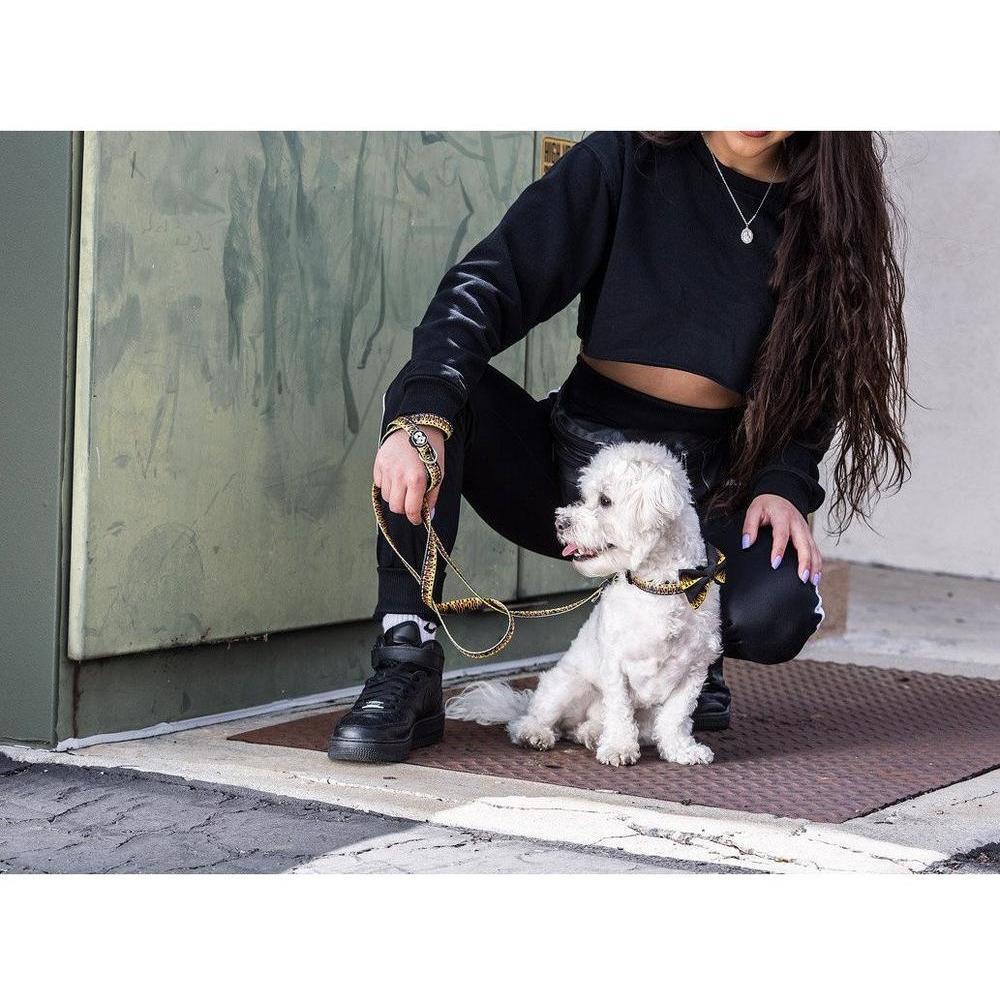 Flame Thrower Leash featuring vibrant pastel colors and a neoprene padded handle for comfort.