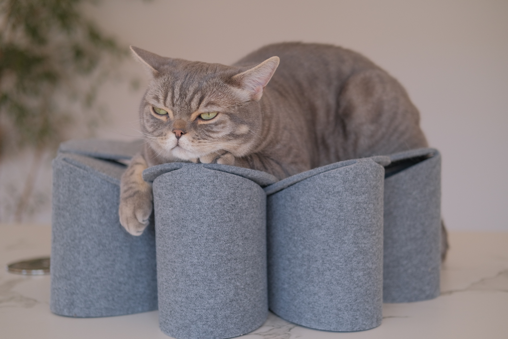 Stylische Katzenliege Flower in elegantem Hellgrau, ideal für kleine bis mittelgroße Katzen, aus robustem Filz gefertigt.